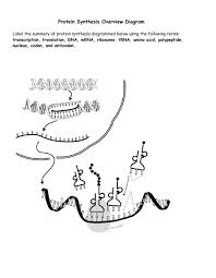 ¨¨ build polymers of nucleotides or amino acids. Transcription And Translation Worksheet