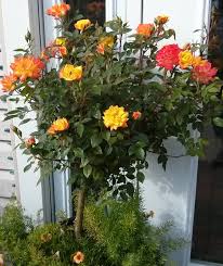 Roses How To Plant And Grow St