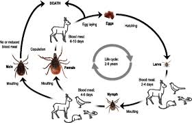 I Ricinus Life Cycle I Ricinus Is A Three Host Tick Of Which Each