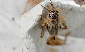 House Crickets Payne Pest