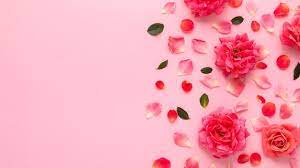 pink rose background images free