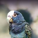 Image result for About White Cap Pionus