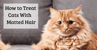 matted cat fur solutions and prevention