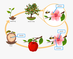 29 Seeds Clipart Plant Life Cycle Free Clip Art Stock