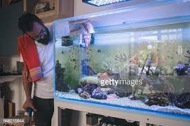 2,275 Home Aquarium Photos and Premium High Res Pictures - Getty Images gambar png