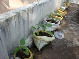Growing Vegetable In Grow Bags Or Other
