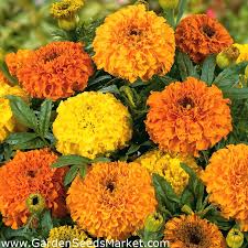 Mexican Marigold Colando Low