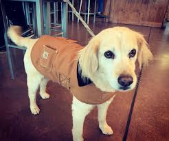 Carhartt Dog Coat Size