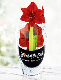 barbosa potted amaryllis gift ready