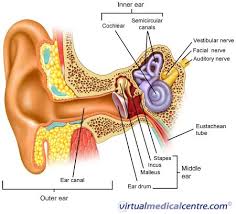 Ear Anatomy Posters Anatomy And Physiology Blank Diagrams