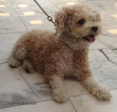 toy poodle dog breed information and