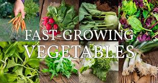 20 Fast Growing Vegetables In 4 6 Weeks