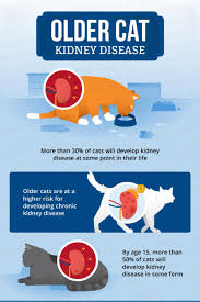 kidney disease in older cats canna pet