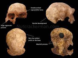 Buscadores de fósiles, ER 3883 y la variabilidad en Homo ergaster – Nutcracker Man