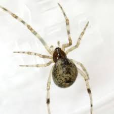 Spiders In Texas Species Pictures