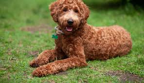 labradoodle s in 2023 purchase