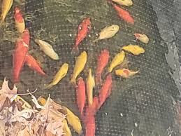 beginner goldfish pond peaceful live