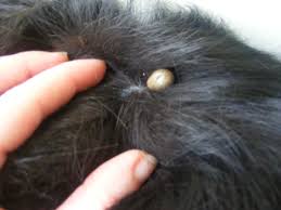 If you notice that a skin tag has appeared on your cat's head or face, it could end up obstructing their vision, irritating their ear or making it difficult. Facts About Skin Tags On Dogs And Their Removal Pethelpful By Fellow Animal Lovers And Experts
