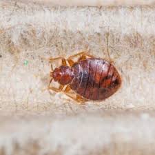do natural remes get rid of bed bugs