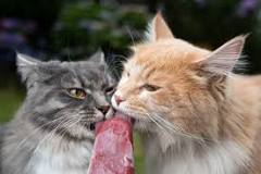 can-my-cat-lick-a-popsicle