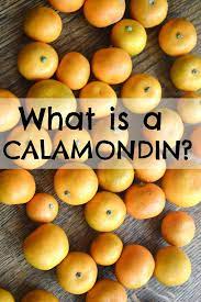 the calamondin fruit part 1 make the