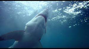great white shark 3d official trailer