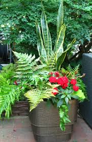 shade loving ferns for containers