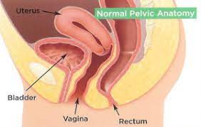 pelvic floor rehabilitation advanced