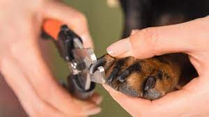 how to trim dog nails stonebridge