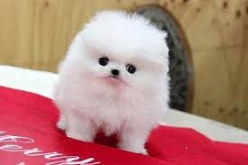 They do not seem to realize they are small in stature and will occasionally tackle large dogs or at least verbally. Tiny Teacup Pomeranians Under 200 Cheap Teacup Pomeranian