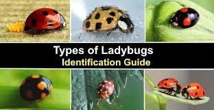 asian lady beetle
