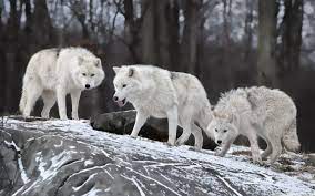Wolf Pack Wallpapers - Top Free Wolf ...