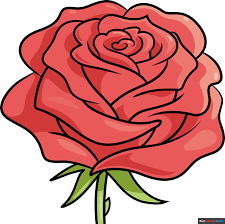 how to draw a realistic rose flower