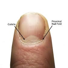 the cuticle should you clip push or