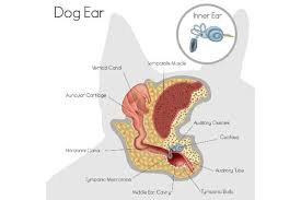 how to clean a dog s ears in 10 simple