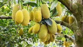 Is jackfruit high in sugar?