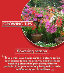 10 Flower Growing Tips That Can Make