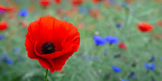 Image result for poppy
