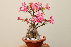 Bonsai Plants How To Make And Maintain