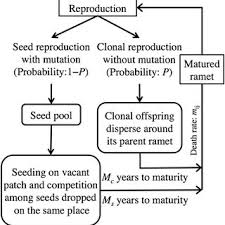 Reproduction Flow Chart Sexual Reproduction Human