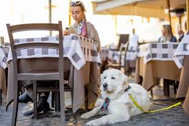 pet friendly patios for doggy s in