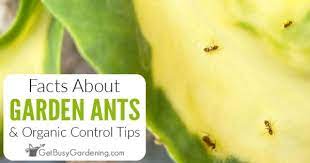 Facts About Ants In A Garden Organic
