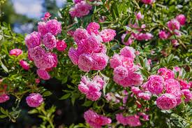 How To Grow And Care For Roses