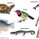 how-many-kinds-of-animals-are-there