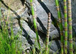 In general, horsetail plants do not like particularly rich or fertile soil, so fertilizing should not be necessary. Growing Horsetail Plants Lovetoknow