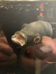 Monster Fish Keepers gambar png