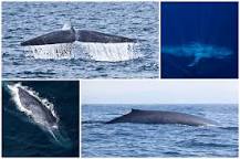 Самое крупное современное животное синий кит. Размер кита. Самый большой кит Размеры. Голубой кит. Синий кит Размеры.