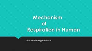 Mechanism Of Respiration In Human Online Biology Notes