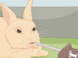 7 ways to care for dwarf rabbits wikihow