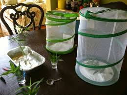 Diy butterfly feeder, diy butterfly wings, diy butterfly net, diy butterfly house, diy butterfly costume, diy butterfly habitat, diy butterfly decorations, diy butterfly enclosure. How To Raise Monarch Butterflies A Basic Guide The Jersey Momma